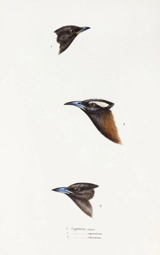 Elizabeth Gould - A synopsis of the birds of Australia and the adjacent Islands Pl01.webp