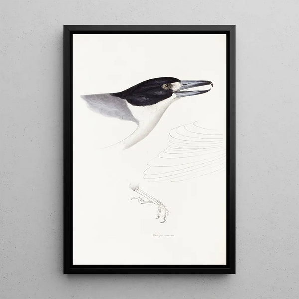 Elizabeth Gould - A synopsis of the birds of Australia and the adjacent Islands Pl02.webp