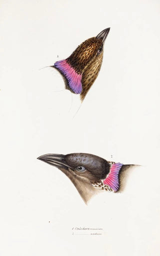 Elizabeth Gould - A synopsis of the birds of Australia and the adjacent Islands Pl06.webp