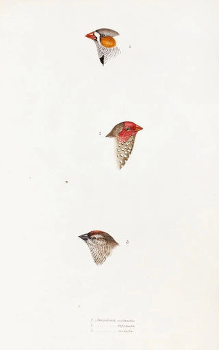 Elizabeth Gould - A synopsis of the birds of Australia and the adjacent Islands Pl10.webp