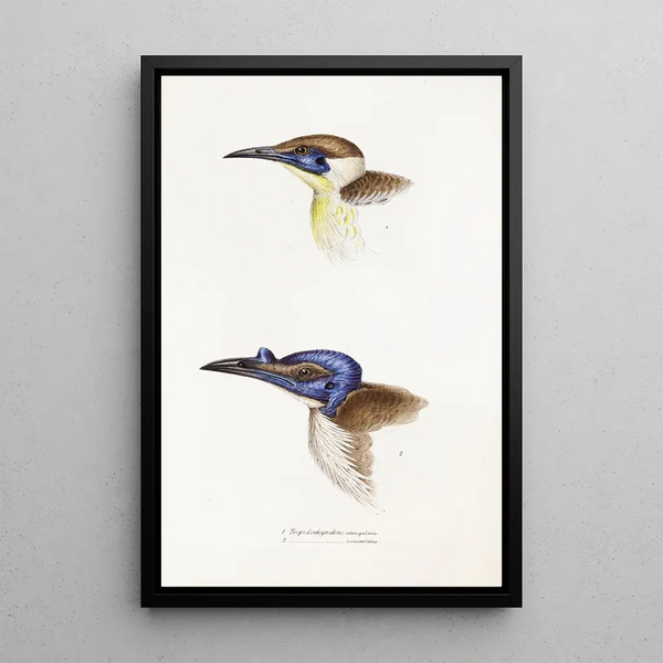 Elizabeth Gould - A synopsis of the birds of Australia and the adjacent Islands Pl13.webp
