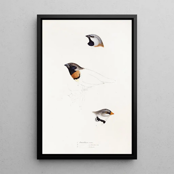 Elizabeth Gould - A synopsis of the birds of Australia and the adjacent Islands Pl21.webp