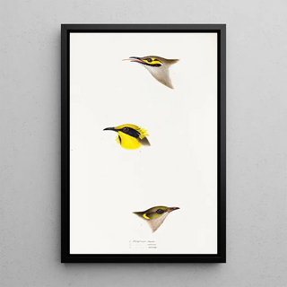 Elizabeth Gould - A synopsis of the birds of Australia and the adjacent Islands Pl26.webp