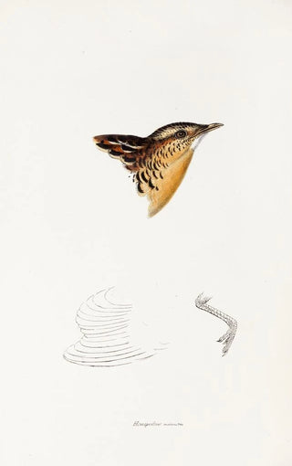 Elizabeth Gould - A synopsis of the birds of Australia and the adjacent Islands Pl30.webp