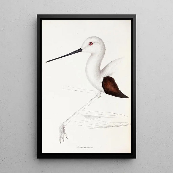 Un riassunto degli uccelli dell'Australia e delle isole adiacenti Pl33 - Elizabeth Gould — quadro incorniciato alla parete