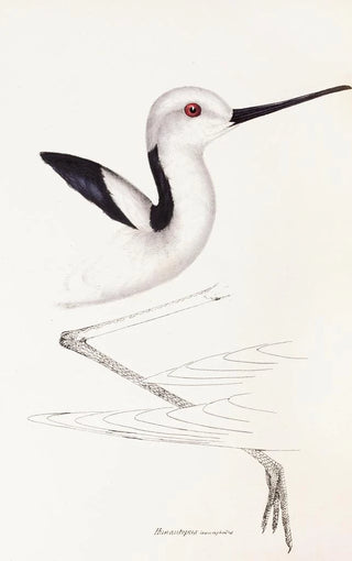 Elizabeth Gould - A synopsis of the birds of Australia and the adjacent Islands Pl34.webp