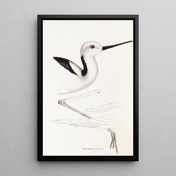 Un riassunto degli uccelli dell'Australia e delle isole adiacenti Pl34 - Elizabeth Gould — quadro incorniciato alla parete