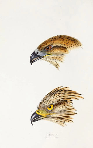 Elizabeth Gould - A synopsis of the birds of Australia and the adjacent Islands Pl47.webp