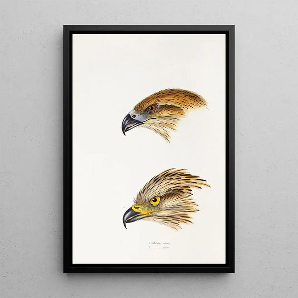 Un synopsis des oiseaux d'Australie et des îles adjacentes Pl47 - Elizabeth Gould — quadro incorniciato alla parete