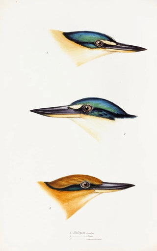 Elizabeth Gould - A synopsis of the birds of Australia and the adjacent Islands Pl53.webp