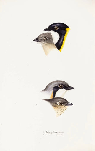 Elizabeth Gould - A synopsis of the birds of Australia and the adjacent Islands Pl54.webp