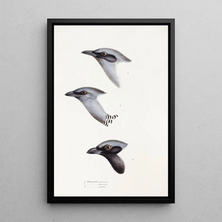 Elizabeth Gould - A synopsis of the birds of Australia and the adjacent Islands Pl57.webp