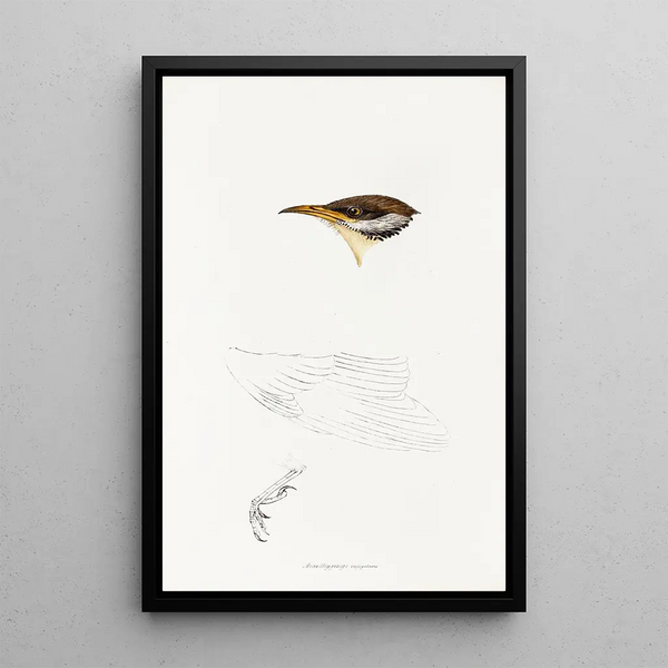 Un'anteprima degli uccelli dell'Australia e delle isole adiacenti Pl69 - Elizabeth Gould — quadro incorniciato alla parete