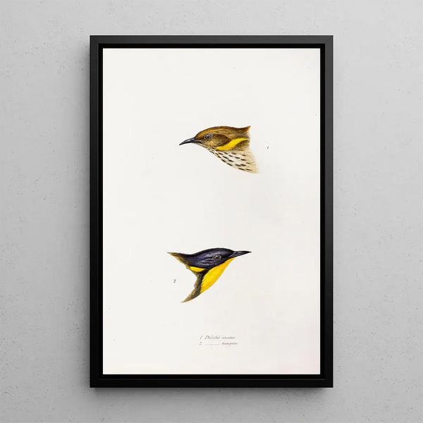 Uno scorcio sugli uccelli dell'Australia e delle isole adiacenti Pl72 - Elizabeth Gould — quadro incorniciato alla parete