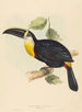 Ils embrassent le toucan - Elizabeth Gould — vista dell’opera
