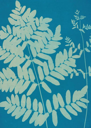 Ella J C Hurd - Ferns of Huntington Long Island Pl11.webp