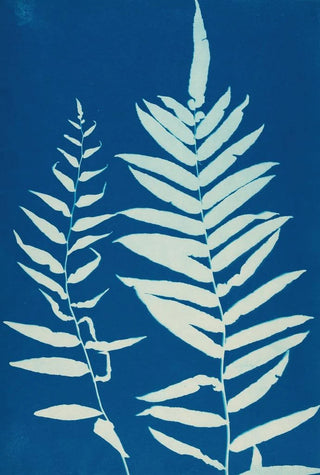 Ella J C Hurd - Ferns of Huntington Long Island Pl35.webp
