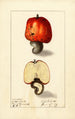 Anacardium occidentale - Ellen Isham Schutt — vista dell’opera