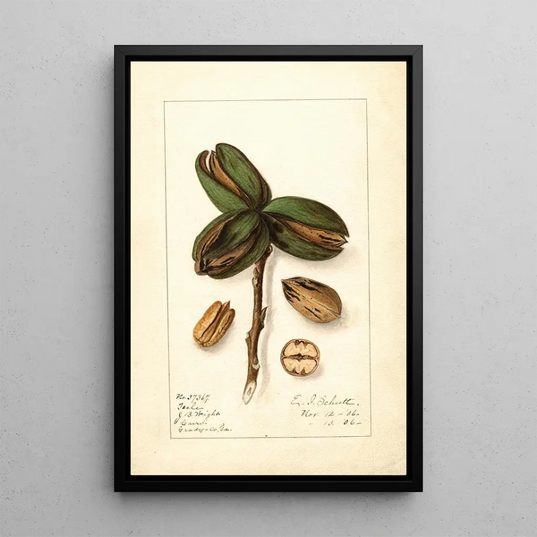 Carya Teche - Ellen Isham Schutt — quadro incorniciato alla parete