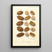 Carya illinoinensis - Ellen Isham Schutt — quadro incorniciato alla parete
