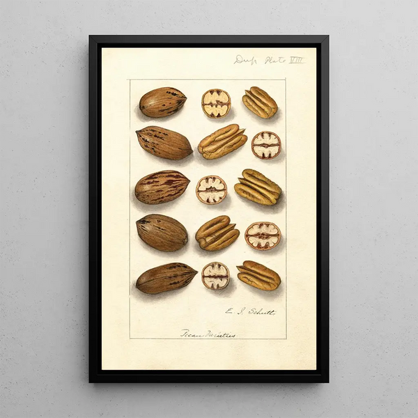 Carya illinoinensis - Ellen Isham Schutt — quadro incorniciato alla parete