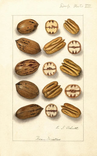 Ellen Isham Schutt - Carya illinoinensis.webp