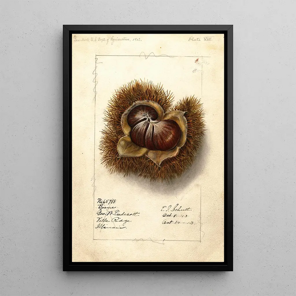 Castanea Boone - Ellen Isham Schutt — quadro incorniciato alla parete