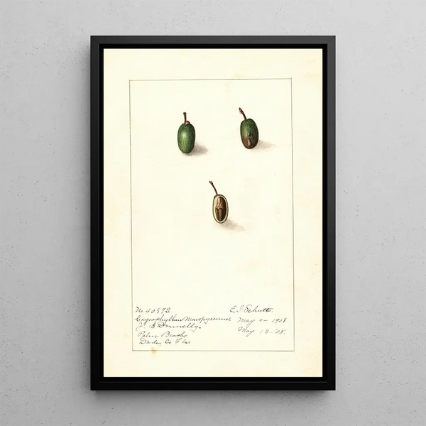 Chrysophyllum cainito - Ellen Isham Schutt — quadro incorniciato alla parete