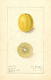 Citrus aurantiifolia Cameron - Ellen Isham Schutt — vista dell’opera