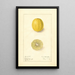 Citrus aurantiifolia Cameron - Ellen Isham Schutt — quadro incorniciato alla parete