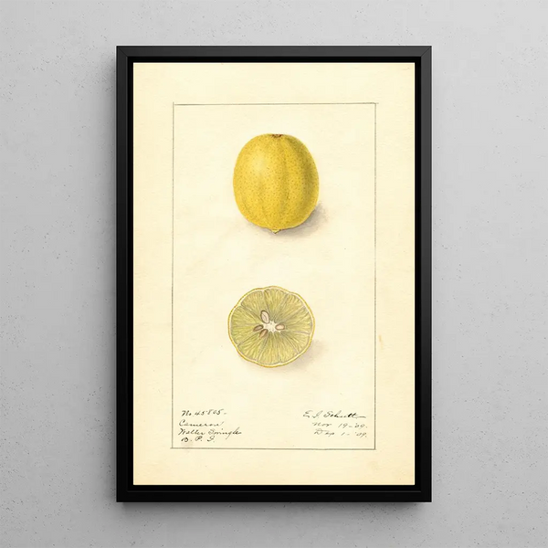 Citrus aurantiifolia Cameron - Ellen Isham Schutt — quadro incorniciato alla parete