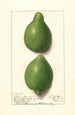 Citrus aurantiifolia Lisbona - Ellen Isham Schutt — vista dell’opera