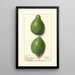Citrus aurantiifolia Lisbona - Ellen Isham Schutt — quadro incorniciato alla parete