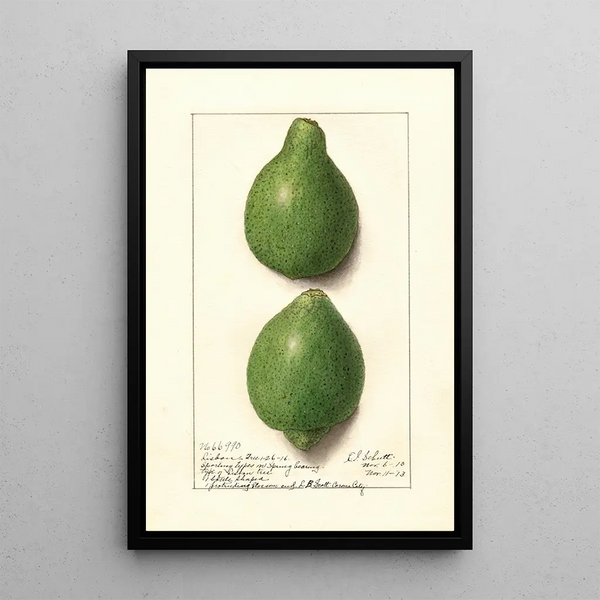 Citrus aurantiifolia Lisbona - Ellen Isham Schutt — quadro incorniciato alla parete