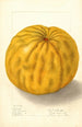 Citrus grandis To Yuzu - Ellen Isham Schutt — vista dell’opera