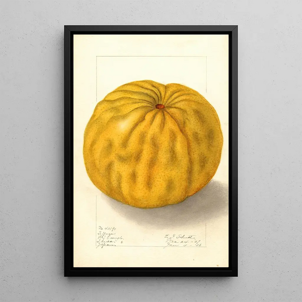Citrus grandis To Yuzu - Ellen Isham Schutt — quadro incorniciato alla parete
