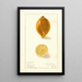 Citrus limon - Ellen Isham Schutt — quadro incorniciato alla parete