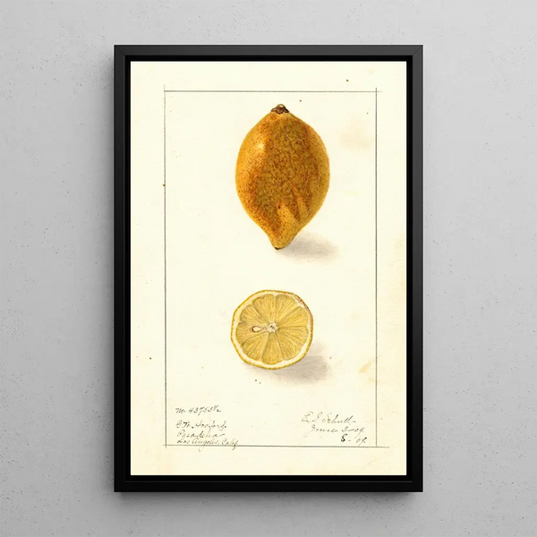 Citrus limon - Ellen Isham Schutt — quadro incorniciato alla parete