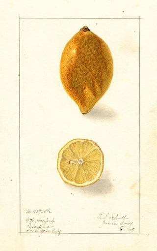 Ellen Isham Schutt - Citrus limon.webp
