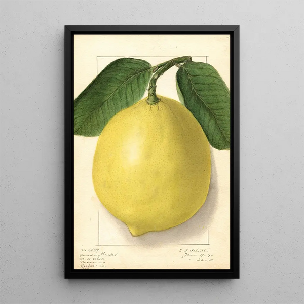 Citrus limon American Wonder - Ellen Isham Schutt — quadro incorniciato alla parete