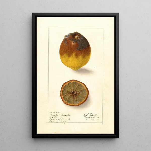 Citrus limon Eureka - Ellen Isham Schutt — quadro incorniciato alla parete