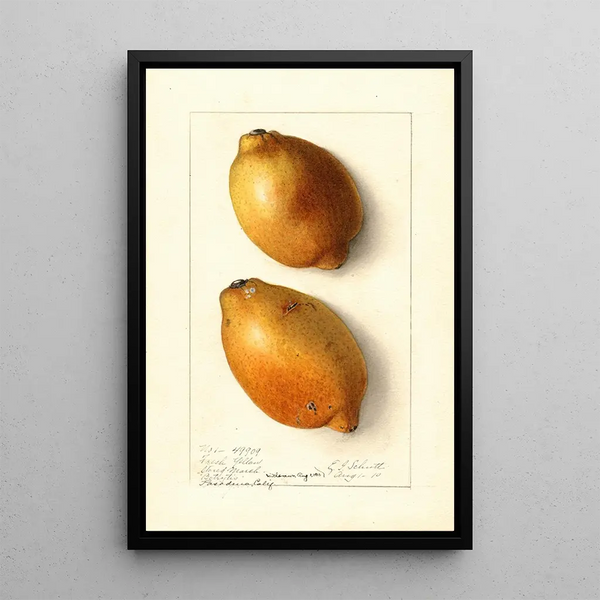 Citrus limon Fresh Yellow - Ellen Isham Schutt — quadro incorniciato alla parete