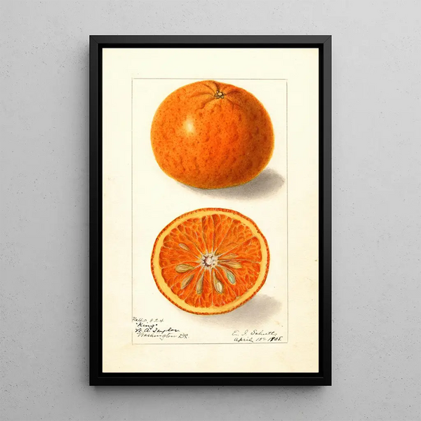 Citrus nobilis King - Ellen Isham Schutt — quadro incorniciato alla parete