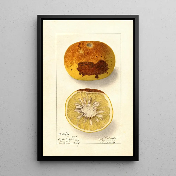 Citrus paradisi - Ellen Isham Schutt — quadro incorniciato alla parete