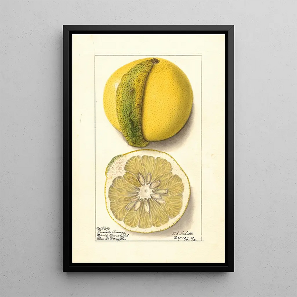 Citrus paradisi Chimera - Ellen Isham Schutt — quadro incorniciato alla parete