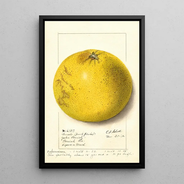 Citrus paradisi Pink Fleshed - Ellen Isham Schutt — quadro incorniciato alla parete