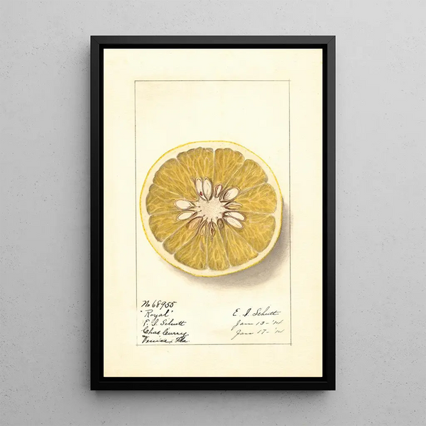 Citrus paradisi Royal - Ellen Isham Schutt — quadro incorniciato alla parete