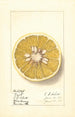 Citrus paradisi Royal - Ellen Isham Schutt — vista dell’opera