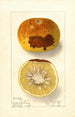 Citrus paradisi - Ellen Isham Schutt — vista dell’opera