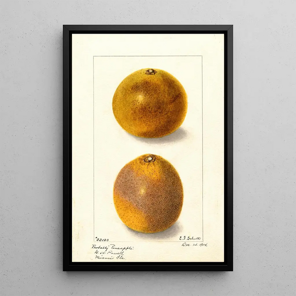 Citrus sinensis - Ellen Isham Schutt — quadro incorniciato alla parete